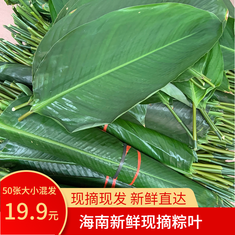 包邮海南儋州白沙新鲜粽叶包粽子叶子种叶肇庆裹蒸粽柊叶非广西