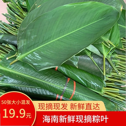 包邮海南儋州白沙新鲜粽叶包粽子叶子种叶肇庆裹蒸粽柊叶非广西