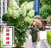 圆锥绣球花苗魔幻月光石灰灯香草进口八仙花盆栽花卉阳台庭院植物