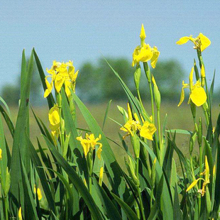 黄菖蒲鸢尾玉簪花苗庭院鱼池宿根水生植物四季美人焦萱草水葱香蒲