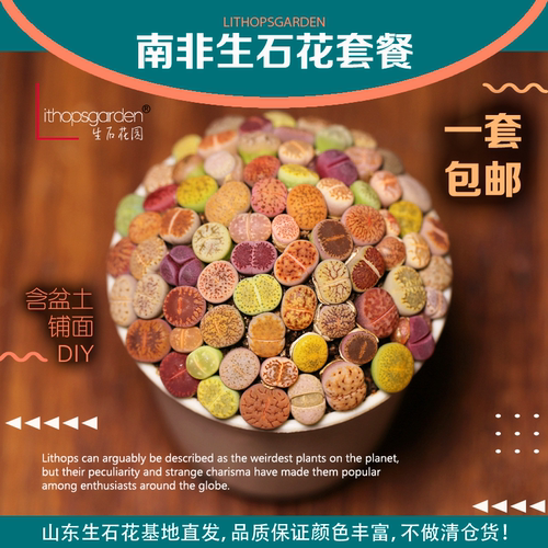 山东南非生石花混组合多肉植物