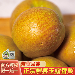 山西隰县玉露香梨水果新鲜当季整箱梨子新鲜水果小西天隰县发货