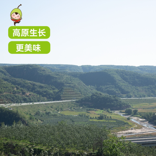 山西隰县玉露香梨水果新鲜当季整箱梨子新鲜水果小西天隰县发货