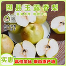 山西隰县玉露香梨水果新鲜当季 整箱梨子新鲜水果小西天隰县发货