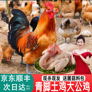 青脚大公鸡土鸡新鲜现杀次日达正宗农家散养黑爪公鸡净膛生鲜冷冻