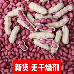 2025年四粒红花生果新货新鲜晒干小粒带壳生的红皮花生红衣生花生