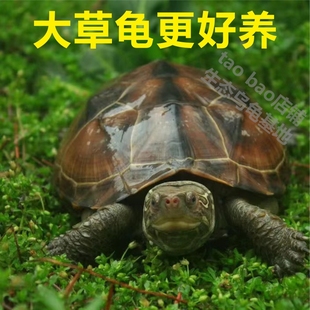 乌龟活物大草龟外塘中华草龟花杂草龟活体招财龟长寿龟观赏宠物龟
