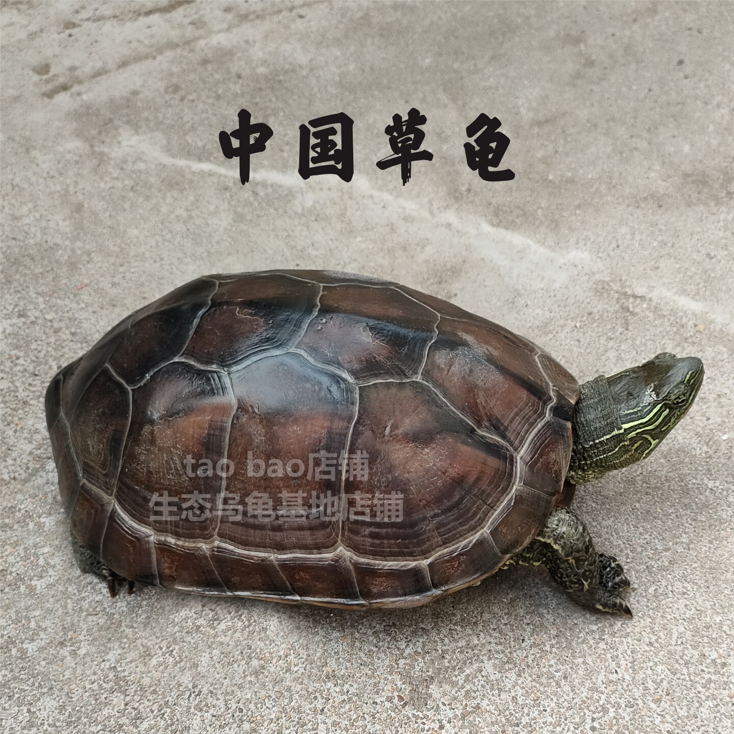 大草龟活物乌龟中华草龟好养耐养宠物龟特大龟巨大花杂草龟招财龟