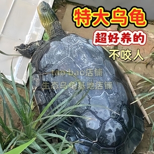 乌龟活物宠物龟大只家养招财龟草龟花龟淡水龟大乌龟活物珍珠龟