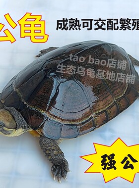 公龟公乌龟活物种公成熟成年