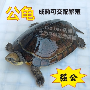 公龟公乌龟活物种公成熟成年可交配繁殖公草龟石龟观赏长寿招财龟