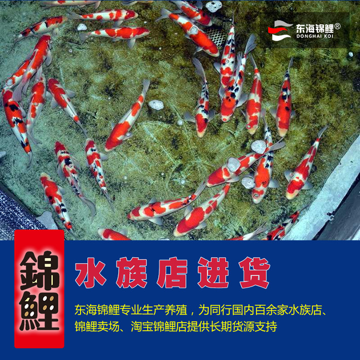 低价格拿到一手锦鲤货源:水族店、锦鲤场、淘宝锦鲤店专用锦鲤