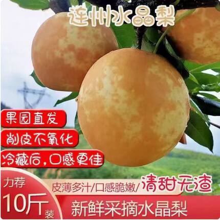 连州水晶梨潭岭水晶梨谭岭翠冠梨现摘脆冠梨新世纪梨广东新鲜水果