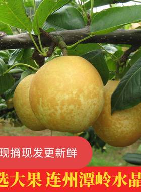 连州水晶梨潭岭水晶梨