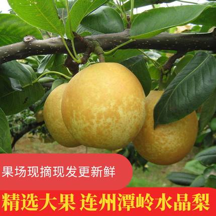 连州水晶梨潭岭水晶梨富硒翠冠梨脆冠梨新世纪梨广东时令水果当季