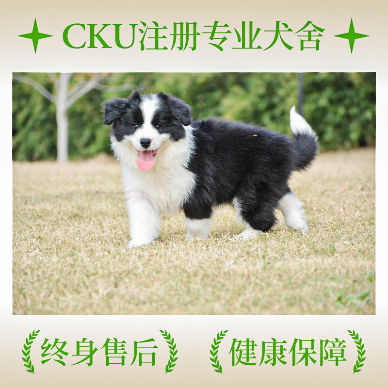 实体犬舍血统边境牧羊犬幼犬出售纯种活体边牧幼犬宠物狗接飞盘犬