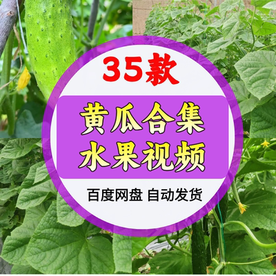 黄瓜架大棚种植高清特写视频农业产品绿色蔬菜采摘收获实拍素材