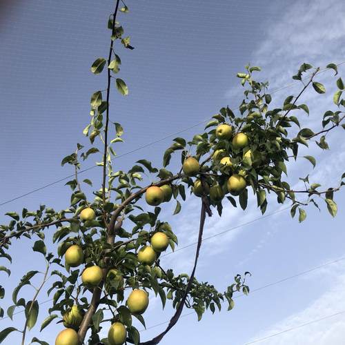 妮子绿果脆甜无渣香梨