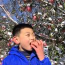 万荣雪果羊奶苹果 要混梨下单备注 松脆水坏果包赔九甜一酸