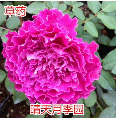【晴天月季园】日本月季 草药 大花浓香 波浪锯齿花瓣 非常好看的