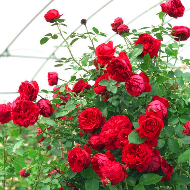晴天月季园红龙沙宝石蔷薇花苗藤本月季大花浓香庭院爬藤四季开花