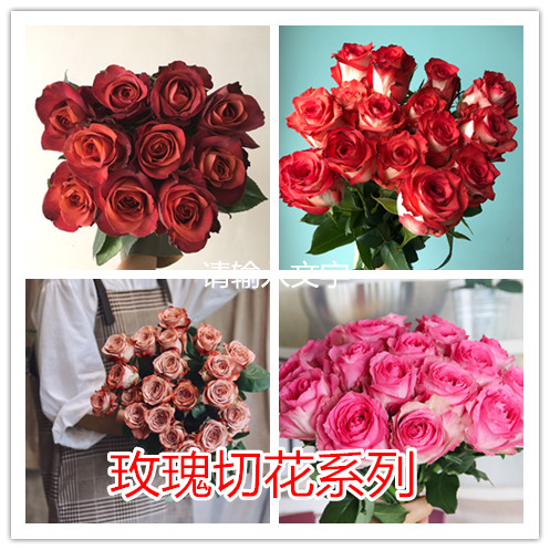 卡罗拉红玫瑰花苗花卉观花绿植物阳台盆栽大花浓香月季切花