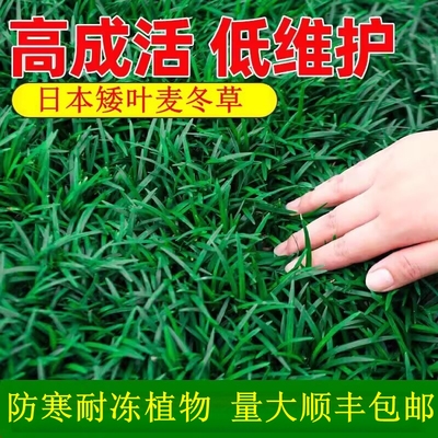 矮麦冬草苗庭院别墅植物