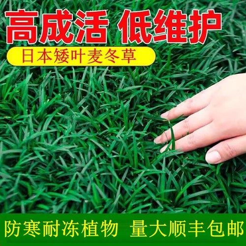 矮麦冬草苗庭院别墅植物