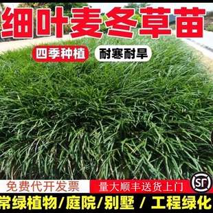 耐寒耐旱沿阶草细长叶麦冬草苗庭院工程绿化观赏草坪植物四季常青