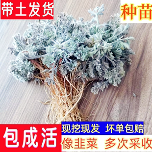 茵陈苗白毛蒿白蒿苗全根盆景栽培种植鲜活种苗绵茵陈带土野菜包活