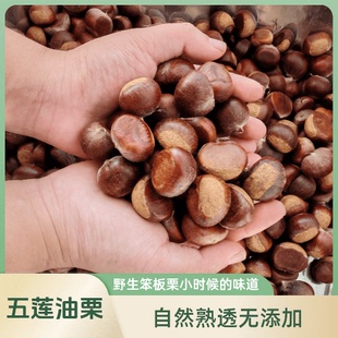 五莲山小栗子生板栗油栗子薄皮黄心自然落果野生小颗粒老树生新鲜