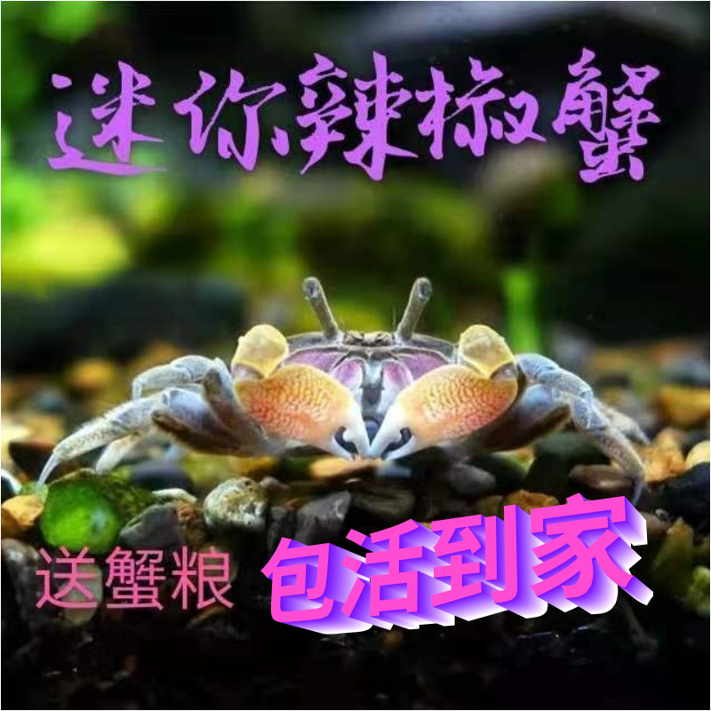 观赏蟹活体小螃蟹招财蟹活物可混养宠物不伤鱼虾狗头鱼饲料淡水蟹