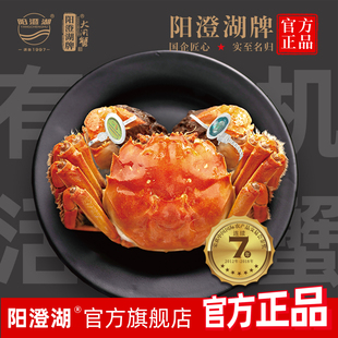 有机阳澄湖牌阳澄湖大闸蟹旗舰店礼盒公母新鲜螃蟹特大蟹 活蟹