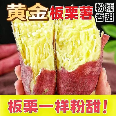 正宗 新鲜黄心板栗薯当季红薯软糯香甜粉粉甜甜现挖番薯地瓜