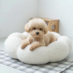 无锡本地泰迪幼犬纯种飞耳泰迪贵宾犬小型长不大韩系泰迪茶杯犬
