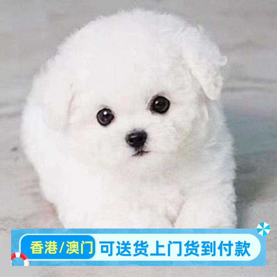 香港犬舍/纯种泰迪幼犬宠物狗狗活物小狗灰泰迪比熊博美小奶狗图片