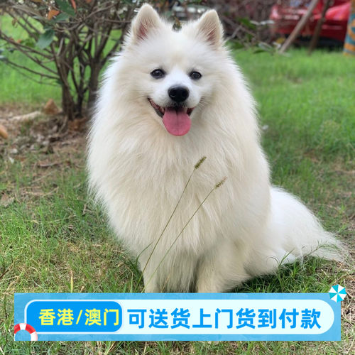 香港银狐犬活体宠物狗狗活物小狗真狗萨摩耶博美白色小狗崽幼犬