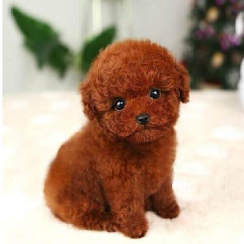 乌鲁木齐本地出售泰迪幼犬香港小体茶杯飞耳灰泰迪狗狗贵宾犬活物