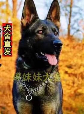 看家护院狼狗昆明犬幼犬活体巨型昆明犬大型幼崽昆明狼犬护卫犬