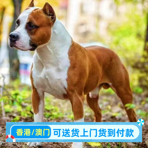 护卫犬凶猛犬犬幼犬活体体质强健不易生病短毛易打理