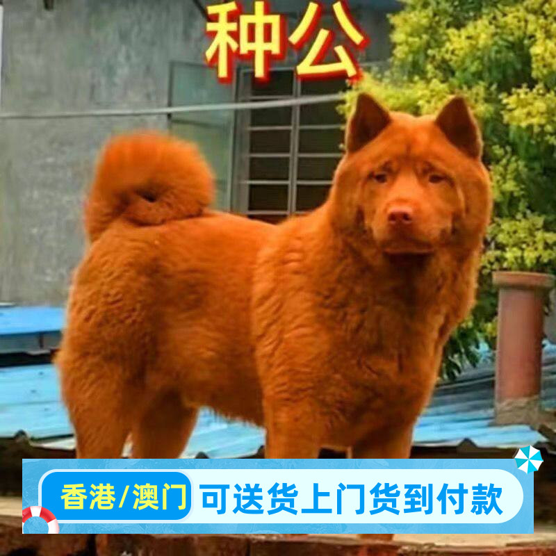 五红犬田园犬广西土狗虎头中华活物广西土猎犬短毛五红土猎犬小狗图片