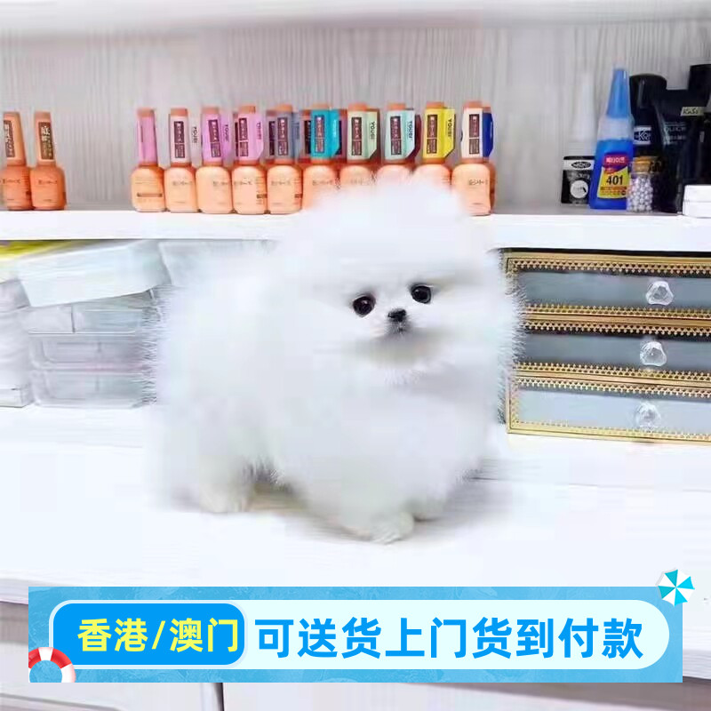 博美幼犬小型犬博美幼崽香港宠物狗狗活体高品质（视频挑选）图片