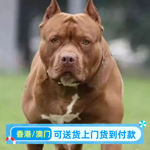 香港比特幼犬大型大骨架比特宠物狗狗黄色黑色比特犬家养活物狗狗