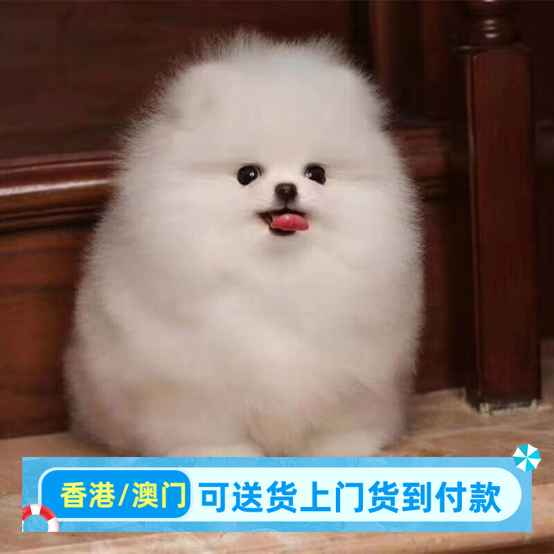 香港犬舍茶杯犬幼犬俊介犬长不大小狗活幼体香港/博美幼犬/图片