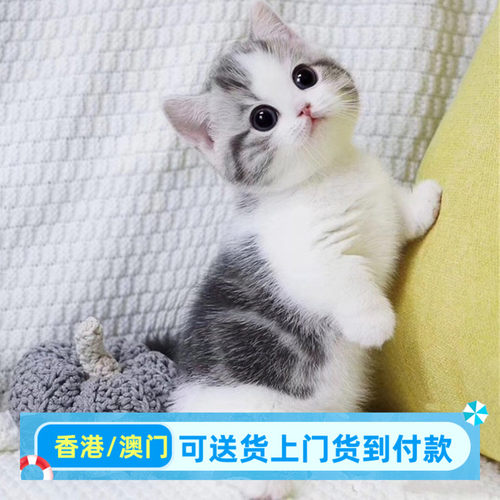 出售香港美国短毛猫美短加白起司幼猫美短虎斑标斑矮脚美短五粉