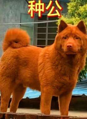 五红犬田园犬广西土狗虎头中华活物广西土猎犬短毛五红土猎犬小狗