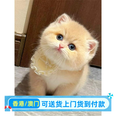 石家庄/实体门店/熊版蓝金曼基康矮脚猫活体香港紫金渐层小短腿猫