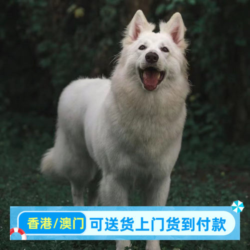 白色德牧犬瑞士牧羊犬活体宠物幼犬大型德牧幼犬白色牧羊犬雪狼犬