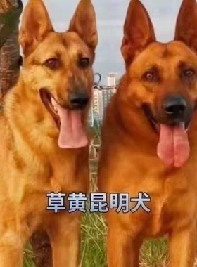昆明犬幼犬活物活体大型短毛巨型警犬看家护小狗崽工作犬便宜狗狗