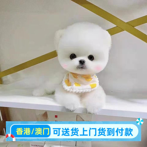 成都犬舍出售香港博美幼犬活体小型犬茶杯犬俊介犬袖珍黄博美狗狗